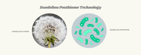 Dandelion Postbiome Technology