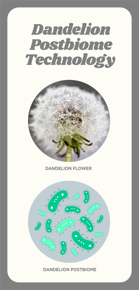 Dandelion postbiome