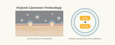 Organic liposome